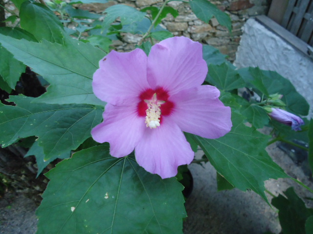 Hibiscus dit : Lilac Queen