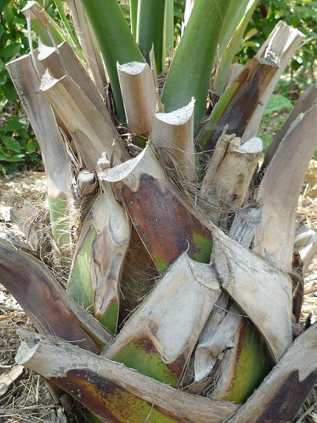 palmetto