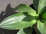 AGAVE SP2.jpg