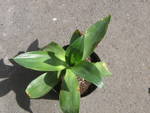 AGAVE SP.jpg