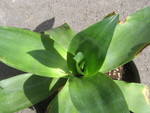 AGAVE SP¨1.jpg