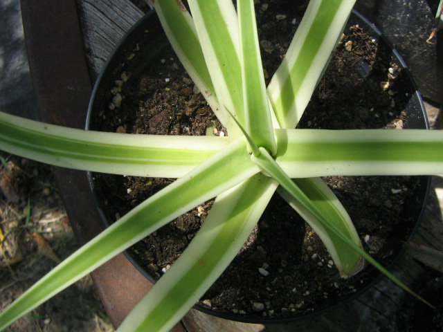 Agave bracteosa 'Monterey'.jpg