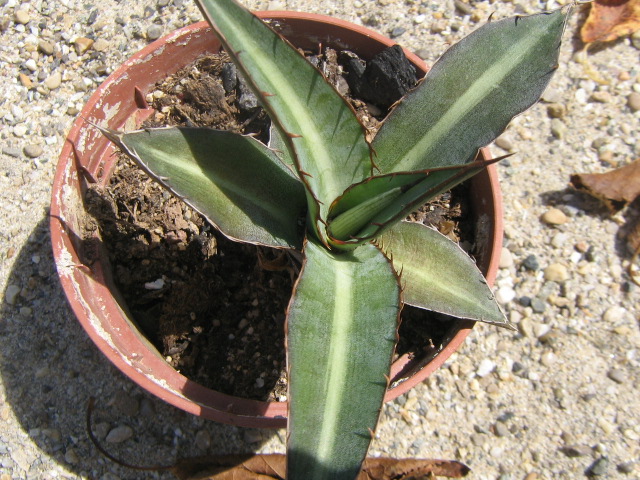 Agave sp 01.jpg