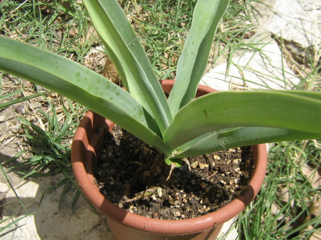 Manfreda sp. 002.jpg