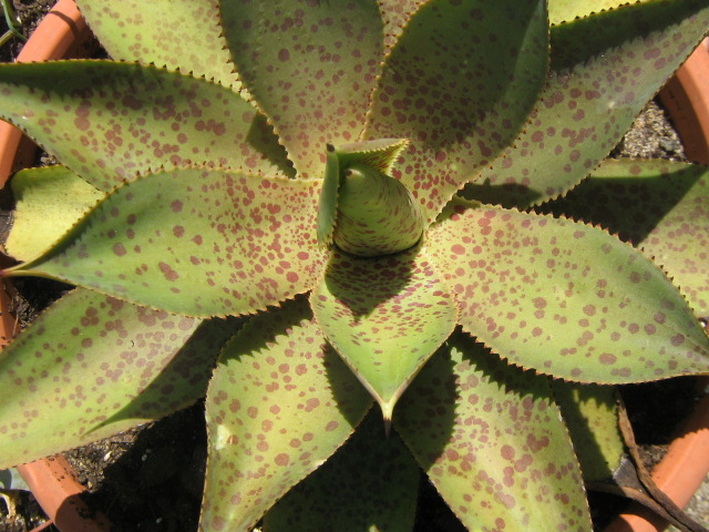Agave X gonzaloi.jpg