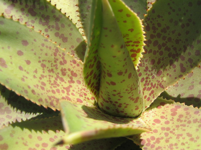 Agave X gonzaloi 01.jpg
