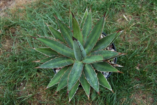 funkiana (600x399) (550x366).jpg