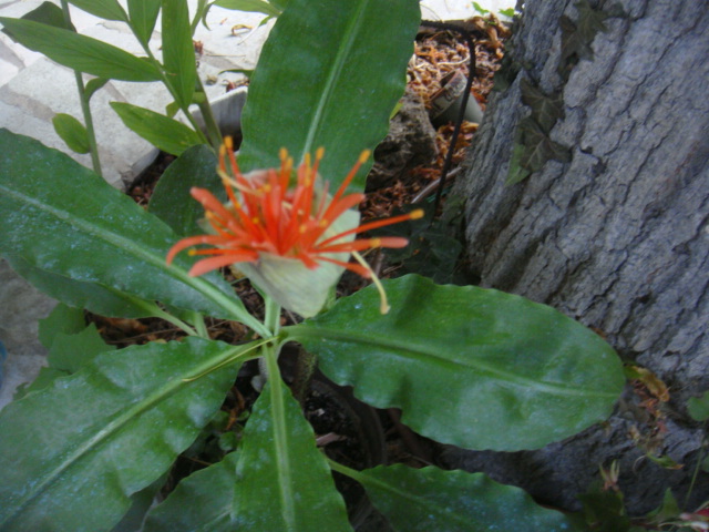 scadoxus