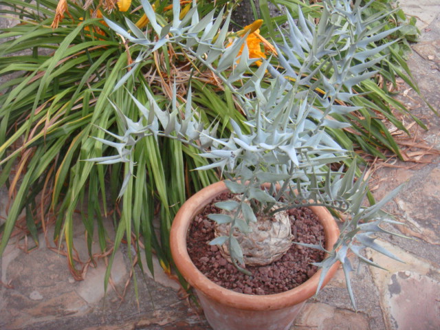 nouvel arrivant , un beau cadeau , horridus