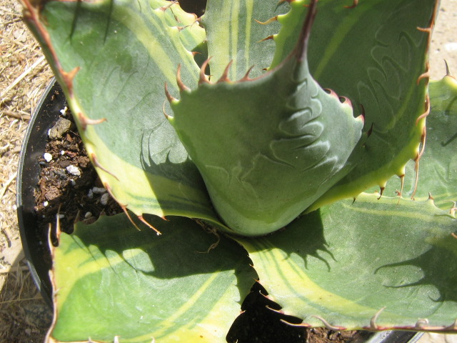 Agave 'FIREBALL'.jpg