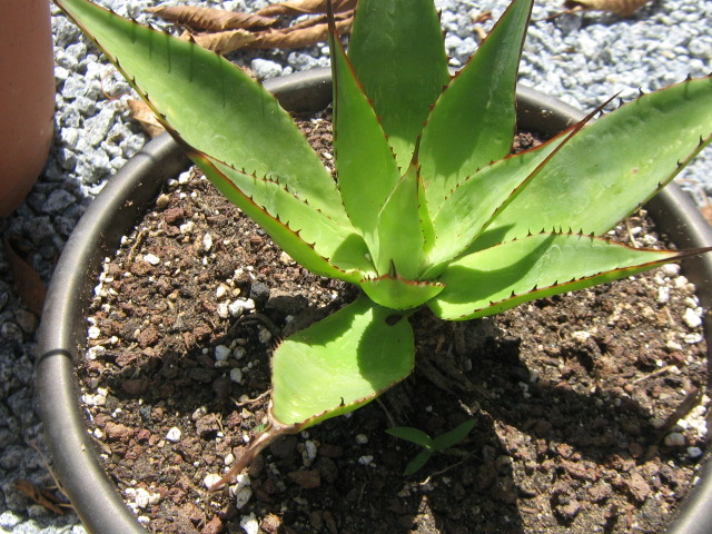 AGAVES 1 026.jpg
