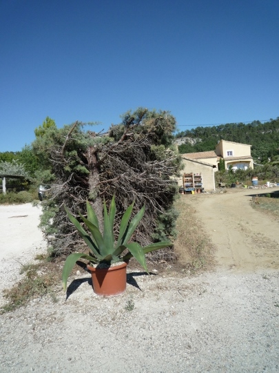 et on rempote après avoir coupé pas mal de feuilles car sinon ça ne rentrait pas ds le pot ; plantation en pleine terre au printemps prochain !