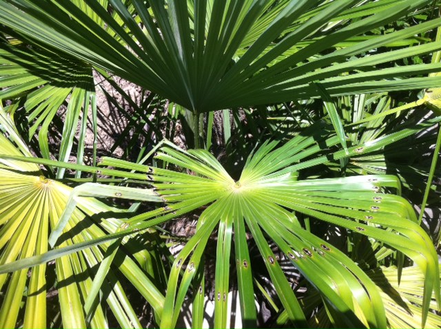 photo Trachycarpus.JPG