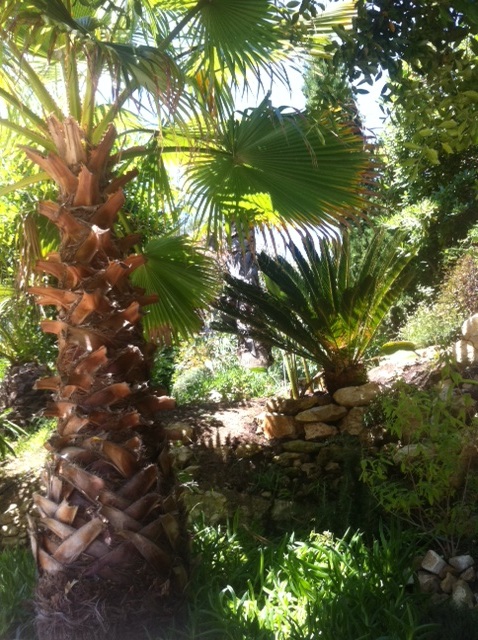 photo Cycas sous Washingtonia robusta.JPG