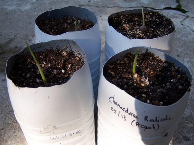 100_5314 (Copier).JPG