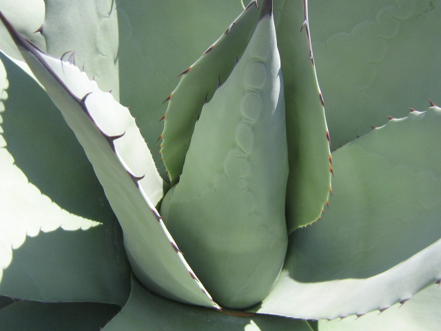 Agave ovatifolia.jpg