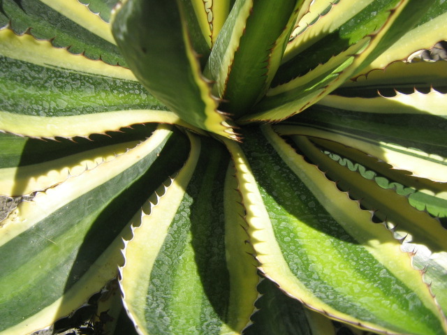 Agave lophanta quadricolor.jpg