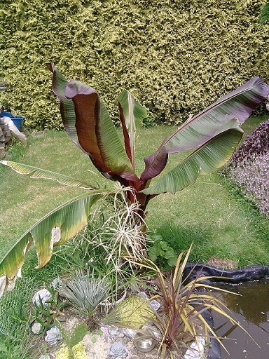 avant le 15 juin 2013. (plantation).