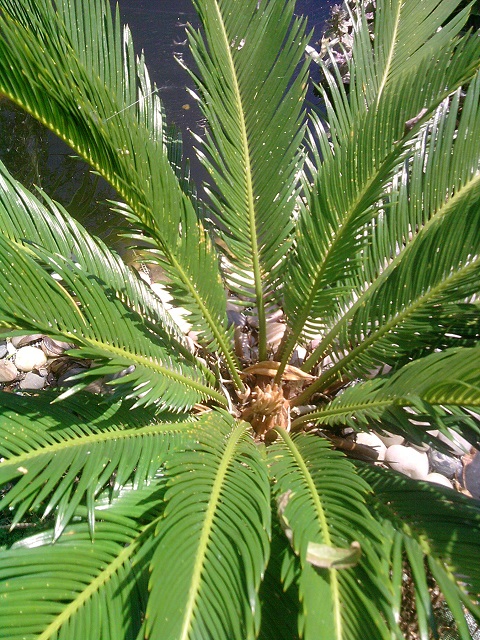 fluch de mon Cycas! il aura maintenant 3 couronne de feuilles :)