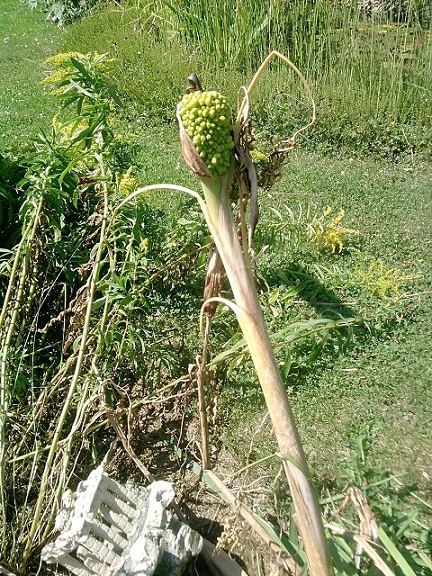 alors voila mon arum dragon qui a fait des fruits, et question ?! Est ce que se seront des futurs graines! si oui sa serait genial!