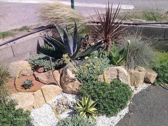 la rocaille de l'année dernière, dont l'agave a bien pousser depuis!
