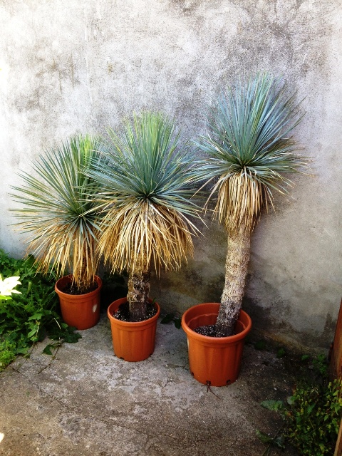 tropical1.JPG