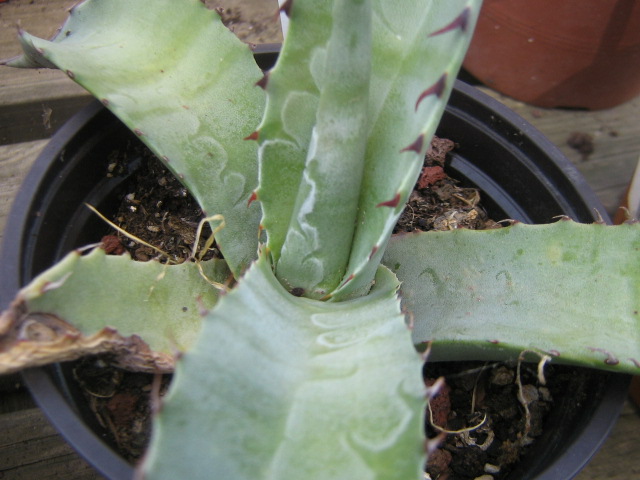 Agave ovatifolia juv.jpg