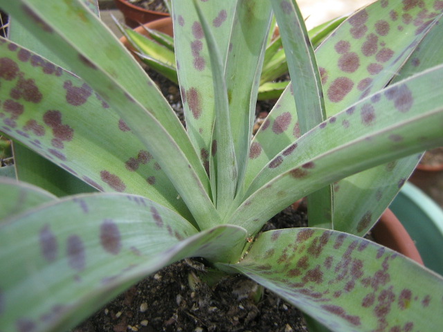 Manfreda maculosa.jpg
