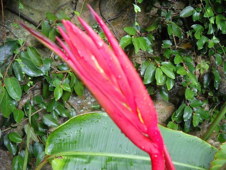 heliconia schiedeana