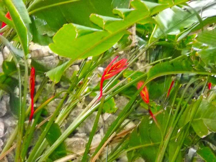 heliconia schiedeana