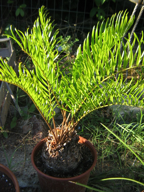 Zamia integrifolia.jpg