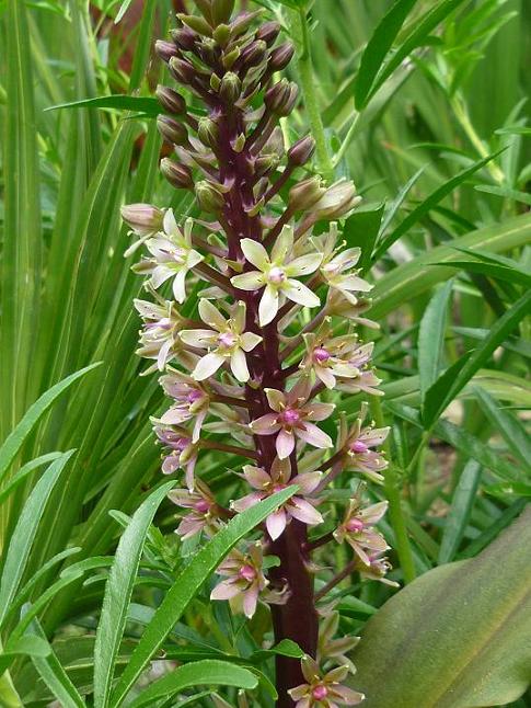 premiere floraison d'un de mes eucomis  burgundy