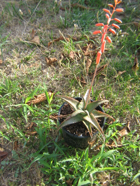 Aloe castilloniae 11.jpg