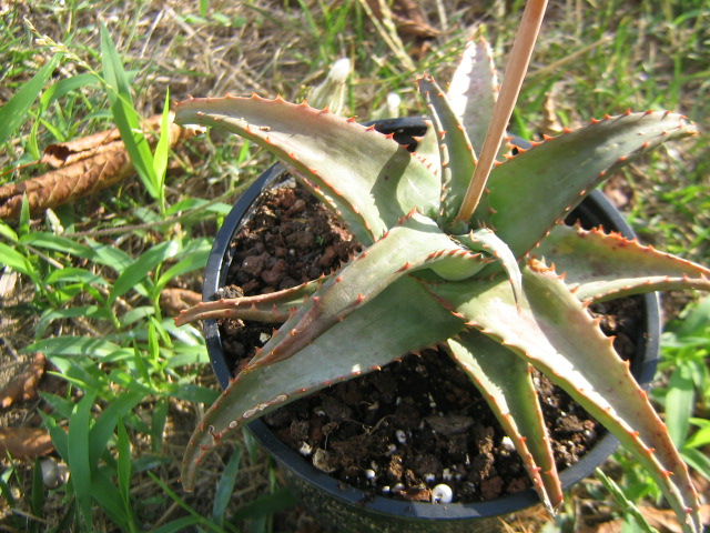 Aloe castilloniae sg.jpg