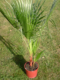 P050813_18.47 washingtonia robusta chez noz.png