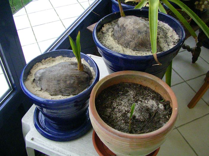Coco nudifera fév 2007.jpg