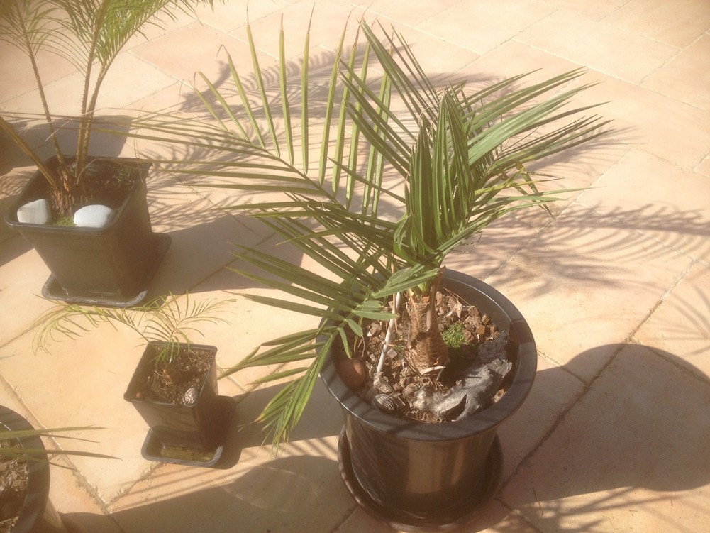 Butia x Para 1.jpg
