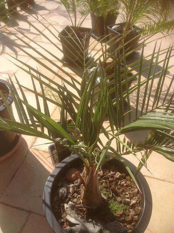 Butia x Para 2.jpg