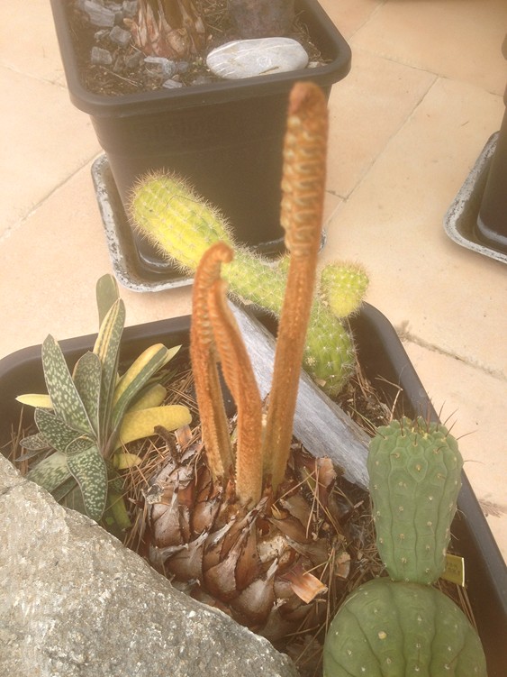C multifrondis 2 [.jpg