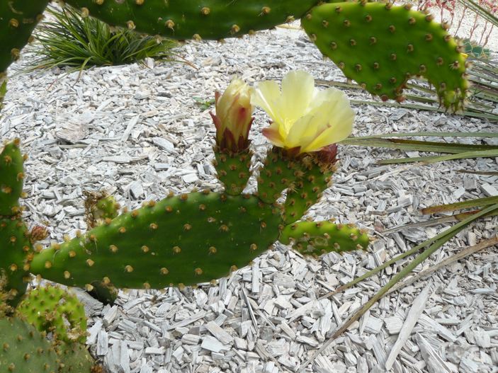 Opuntia vulgaris, fleurs.jpg