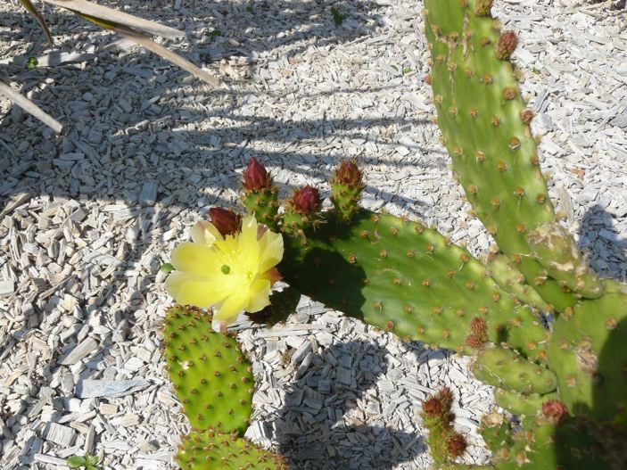 Opuntia vulgaris, fleurs 2.jpg