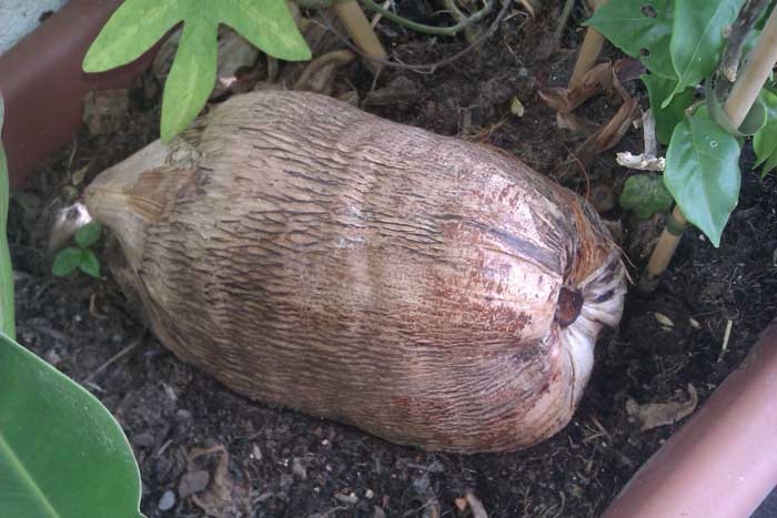 ma noix de coco