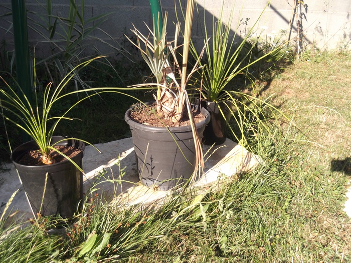 DSCF2597.JPG
