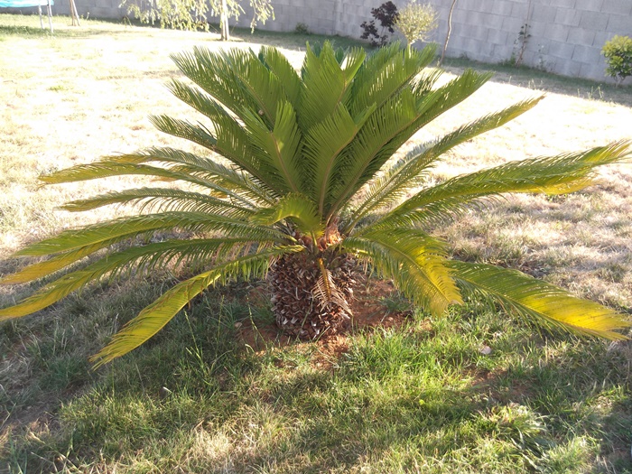 DSCF2611.JPG