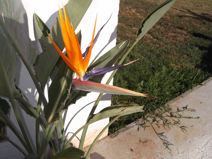DSCF2606.JPG
