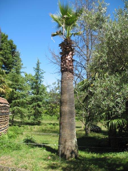 Washingtonia qui repart