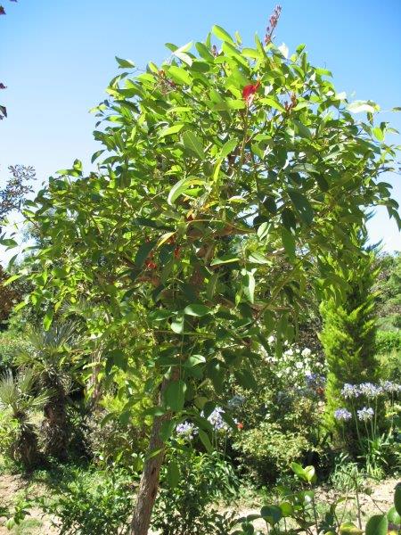 Unes des Erythrine sur tige, certaines en pot enterré, d'autres en terre.