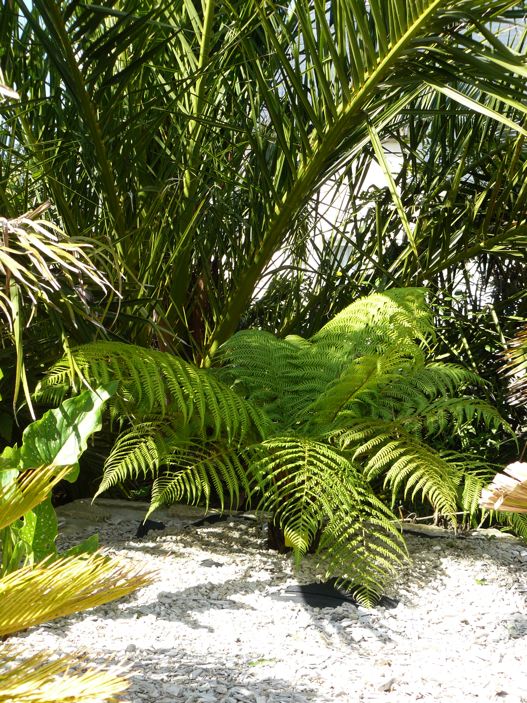 Dicksonia antartica.jpg