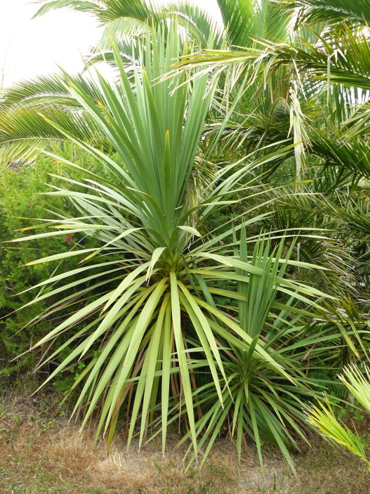 Cordyline australis à 2 ans.jpg