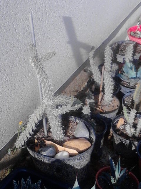 web_cylindropuntia.jpg